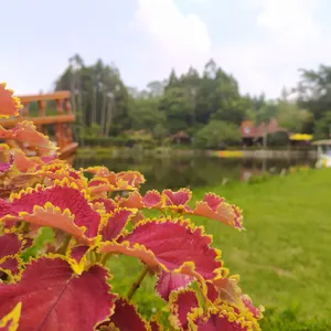Sekadar Ringkasan