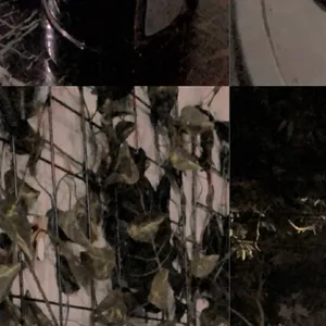 Cerita Horror di Kos