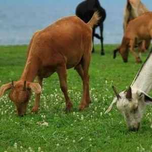 Manajemen Pemeliharaan Ternak Kambing