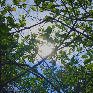 hallo