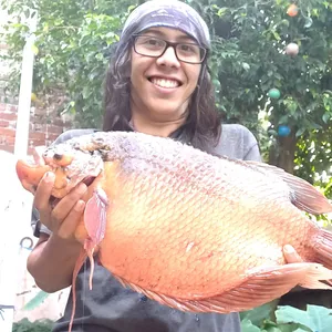 Ikan Gurame Terbesar Sedunia di Bandung