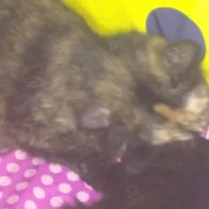 Eps 1 : Gatau