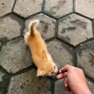 Mulai dulu deh
