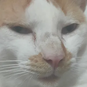 KASIH PAHAM