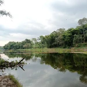 cewe penunggu hutan bambu 