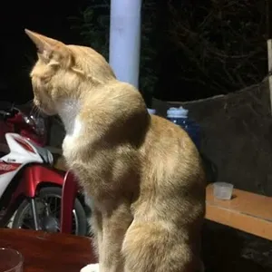 SUKU NIAS