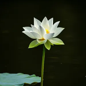 Self-growth [Lotus]