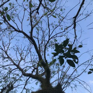 Kupukupu Reboot
