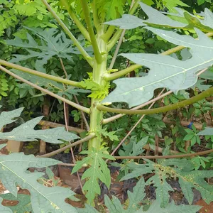 beralih propesi ..dari karyawan ke petani