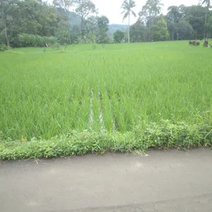 Hiburan