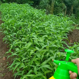 Belajar menanam sayuran dari 0