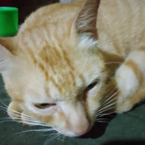 kucing sedang tidur