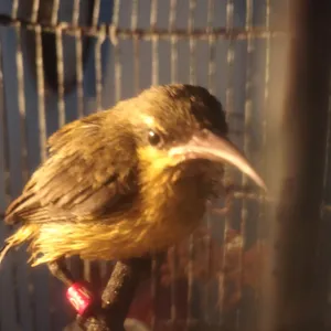 CARA MERAWAT BURUNG SOGO ONTONG (SOGON ANAKAN)