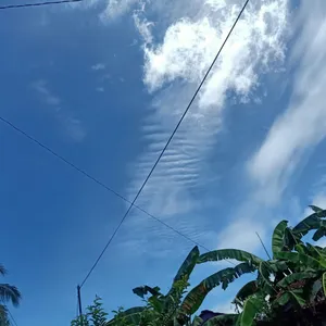 bolang main ngep ngepp