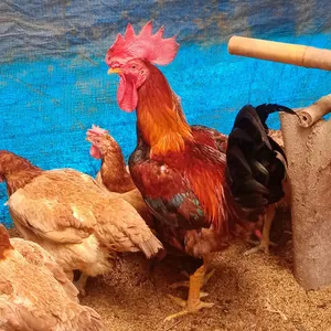 Peternakan Ayam