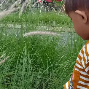 Anak virang
