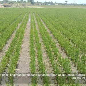Pola tanam padi legowo 2-1