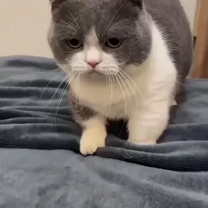 Funny cat and animal