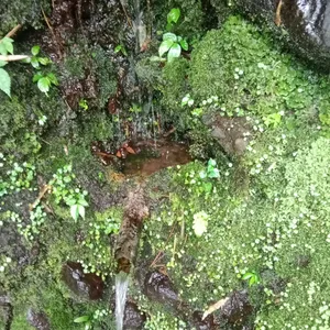 Banyu Belik Saba Kebon