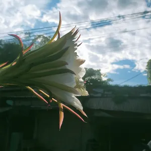 Hobbi kutilang