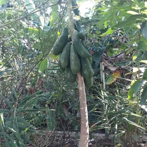  Obat obatan alami