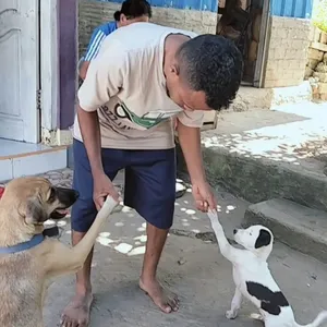 Aktivis anjing pintar