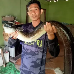 Memancing ikan liar