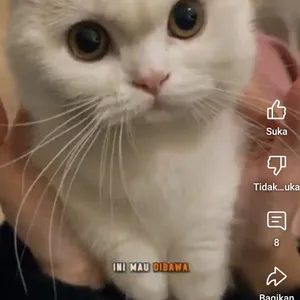 My Cat