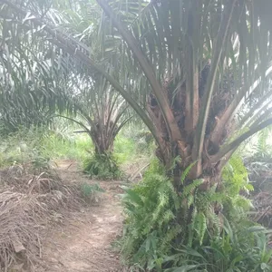 Mencari kerja lebih cepat