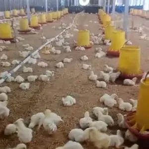 Ayam broiler