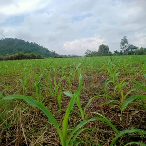Kehidupan alam