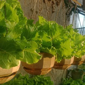 petani rumahan