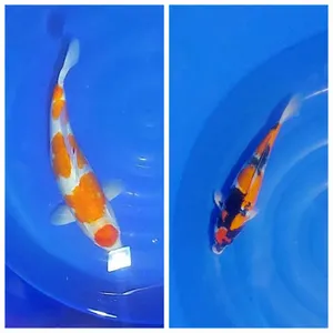 Koi ku