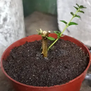 BELAJAR BONSAI SANCANG
