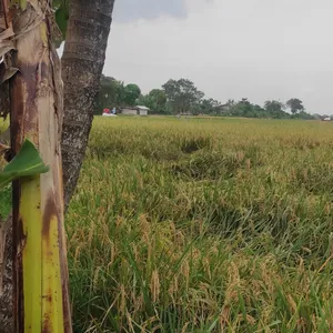 Potret kehidupan sehari-hari