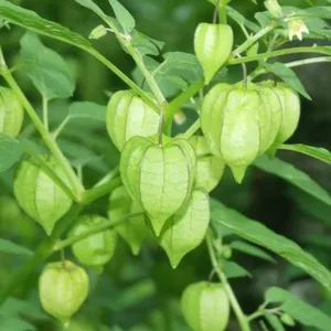 Dahsyat nya herbal