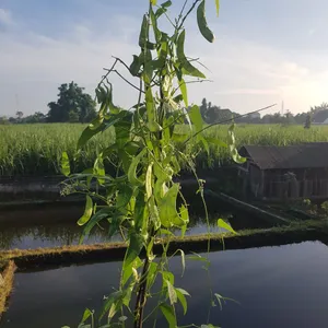 Memetik sayur "koro"
