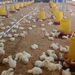 Beternak ayam
