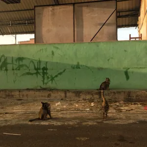 Ngobrolin Layar