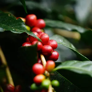 Buah kopi_buah sahabat