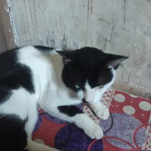 Ikan hias