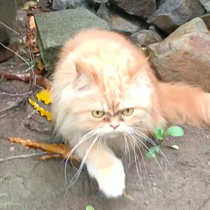Kucing Bermain di Taman