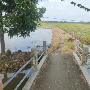 Penggalangan dana untuk berobat 