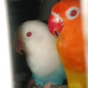 Baru datang induk Lovebird biola blue x biola ewing gold plus bio green jantan