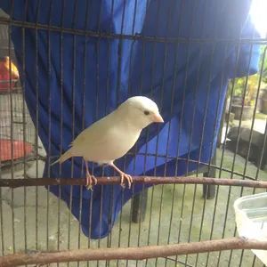 Perawatan Burung Peliharaan