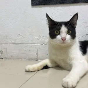 Daily si cliru