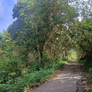FLORES ROAD TRIP 