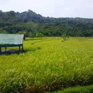 Seputar Teknologi Pertanian dan Peternakan