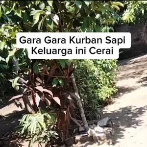 Gara gara Qurban sapi, keluarga ini malah cerai 