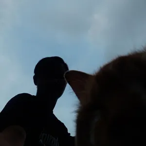 NekoGraph